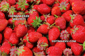 1 Dönüm Çilek Maliyeti