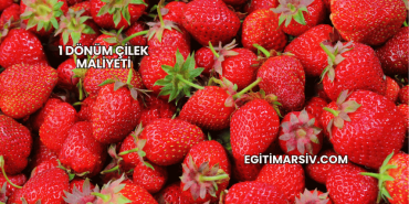 1 Dönüm Çilek Maliyeti