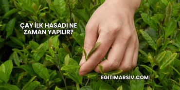 Çay İlk Hasadı Ne Zaman Yapılır?