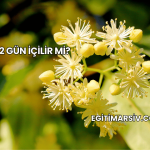 Ihlamur 2 Gün İçilir mi?