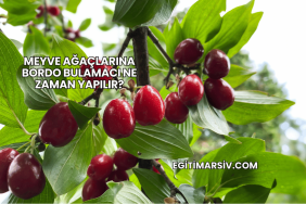 Meyve Ağaçlarına Bordo Bulamacı Ne Zaman Yapılır?