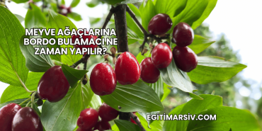 Meyve Ağaçlarına Bordo Bulamacı Ne Zaman Yapılır?