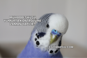 Muhabbet Kuşu Yumurta Kontrolü Ne Zaman Yapılır?