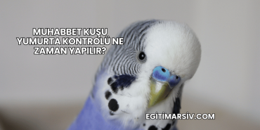 Muhabbet Kuşu Yumurta Kontrolü Ne Zaman Yapılır?
