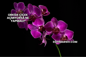 Orkide Çiçek Açmıyorsa Ne Yapmalı?