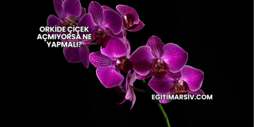 Orkide Çiçek Açmıyorsa Ne Yapmalı?