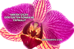 Orkide Çiçek Döktükten Sonra Ne Yapmalı?