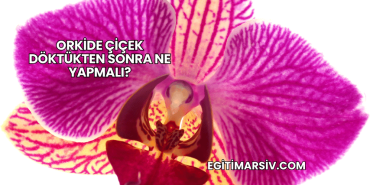 Orkide Çiçek Döktükten Sonra Ne Yapmalı?