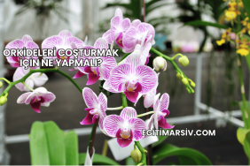 Orkideleri Coşturmak İçin Ne Yapmalı?