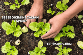 Sebze Dikimi Ne Zaman Yapılır?