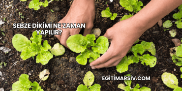 Sebze Dikimi Ne Zaman Yapılır?