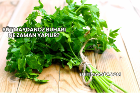 Süt Maydanoz Buharı Ne Zaman Yapılır?