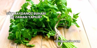 Süt Maydanoz Buharı Ne Zaman Yapılır?