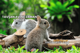 Tavşan Avı Ne Zaman Yapılır?