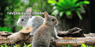 Tavşan Avı Ne Zaman Yapılır?