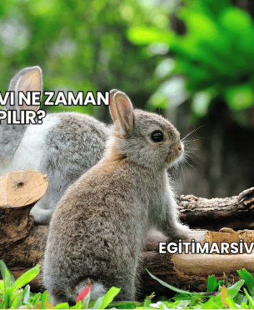 Tavşan Avı Ne Zaman Yapılır?