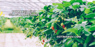 Topraksız Çilek Serası Maliyeti 2025