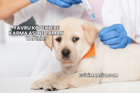 Yavru Köpeklere Karma Aşı Ne Zaman Yapılır?