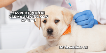Yavru Köpeklere Karma Aşı Ne Zaman Yapılır?