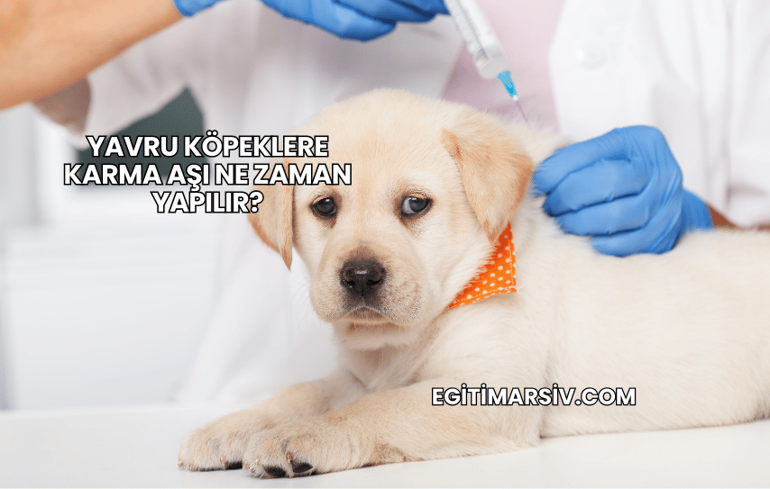 Yavru Köpeklere Karma Aşı Ne Zaman Yapılır?