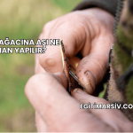 Zeytin Ağacına Aşı Ne Zaman Yapılır?