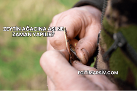 Zeytin Ağacına Aşı Ne Zaman Yapılır?