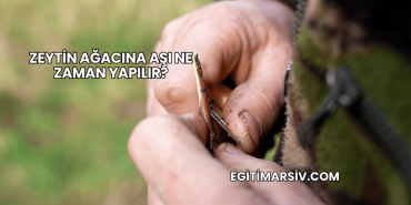 Zeytin Ağacına Aşı Ne Zaman Yapılır?