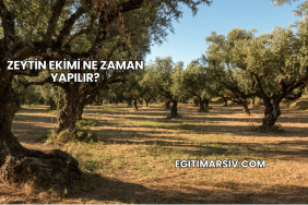 Zeytin Ekimi Ne Zaman Yapılır?
