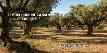 Zeytin Ekimi Ne Zaman Yapılır?