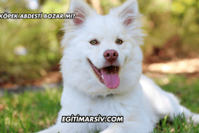 Köpek Abdesti Bozar mı?