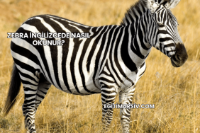 Zebra İngilizcede Nasıl Okunur?