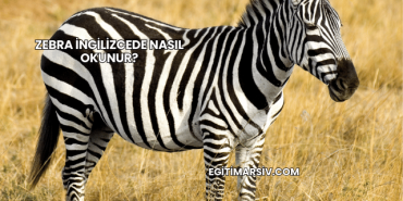 Zebra İngilizcede Nasıl Okunur?