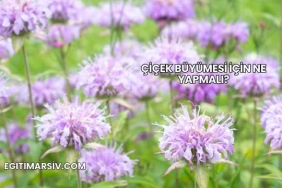 Çiçek Büyümesi İçin Ne Yapmalı?