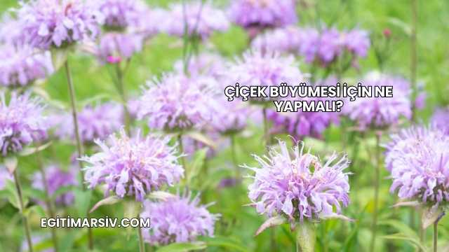 Çiçek Büyümesi İçin Ne Yapmalı?