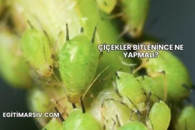 Çiçekler Bitlenince Ne Yapmalı?