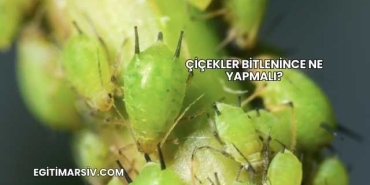 Çiçekler Bitlenince Ne Yapmalı?