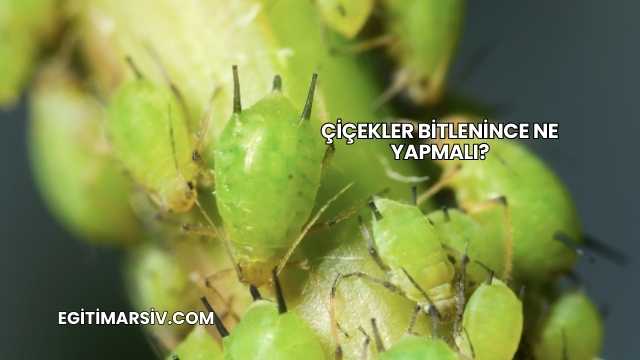 Çiçekler Bitlenince Ne Yapmalı?