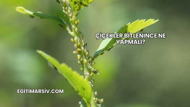 Çiçekler Bitlenince Ne Yapmalı?