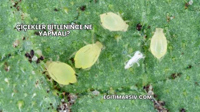 Çiçekler Bitlenince Ne Yapmalı?