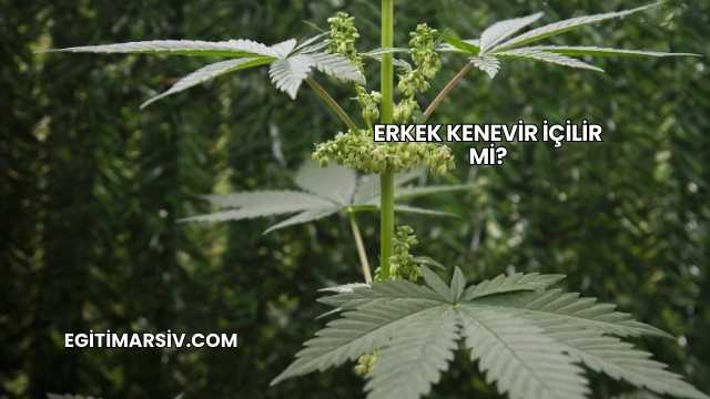 Erkek Kenevir İçilir mi?