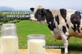İnekten Sağılan Süt Direk İçilir mi?