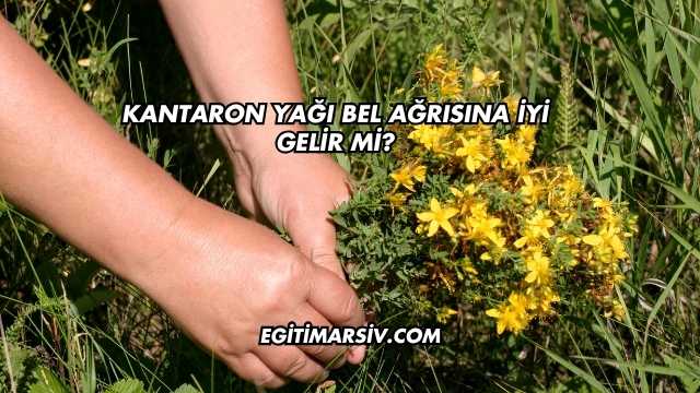 Kantaron Yağı Bel Ağrısına İyi Gelir mi?