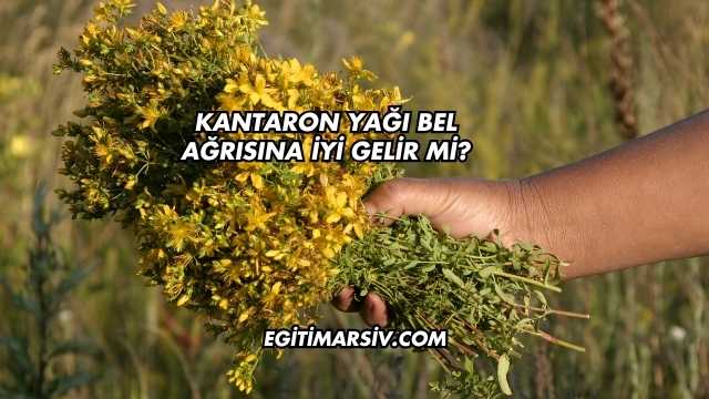 Kantaron Yağı Bel Ağrısına İyi Gelir mi?