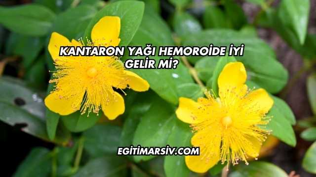 Kantaron Yağı Hemoroide İyi Gelir mi?