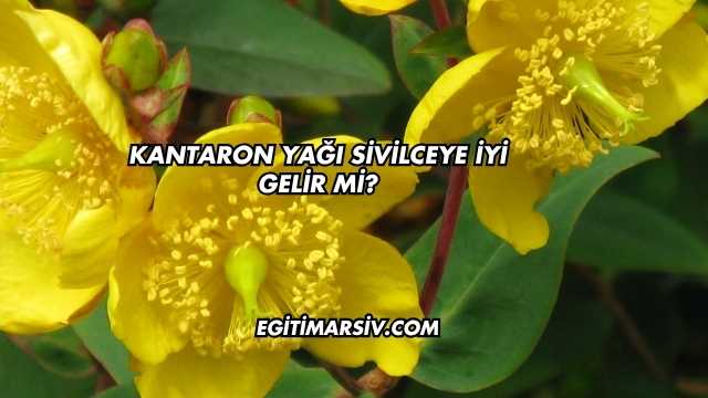 Kantaron Yağı Sivilceye İyi Gelir mi?