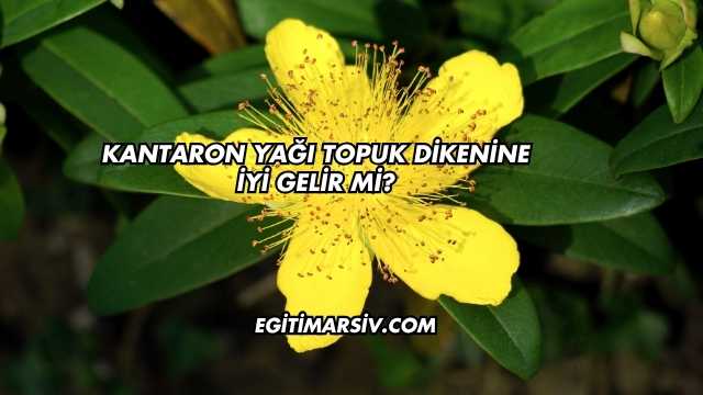 Kantaron Yağı Topuk Dikenine İyi Gelir mi?