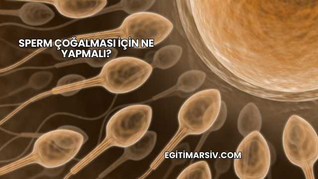 Sperm Çoğalması İçin Ne Yapmalı?