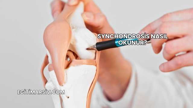 Synchondrosis Nasıl Okunur?