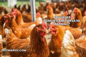Tavuklar Yumurtlamıyorsa Ne Yapmalı?