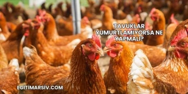 Tavuklar Yumurtlamıyorsa Ne Yapmalı?